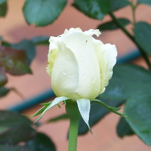 Telt virágú - Rózsa - Letizia® - Online rózsa vásárlás